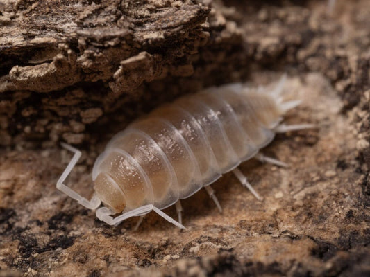 “Lemon Berry Crumble” Isopods (Armadillidium vulgare) Reptile & Amphibian Habitat Accessories RPG 