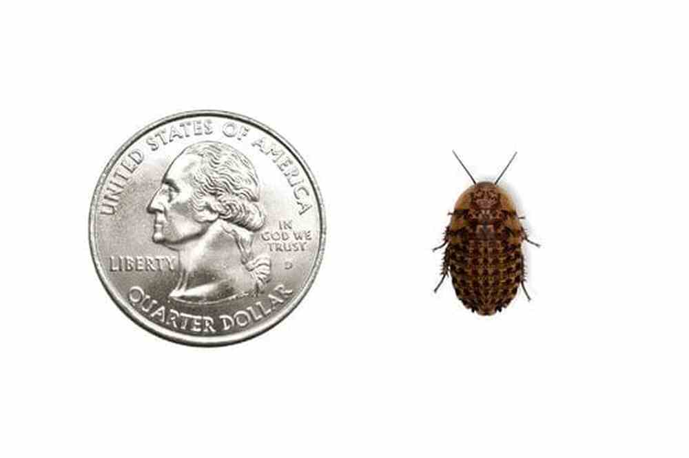 1000ct Discoid Roaches - Florida Legal Auction