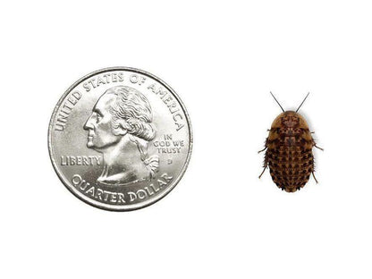 Discoid Roaches FREE SHIPPING dubia roaches DubiaRoaches.com Medium 1/2"-3/4" 25
