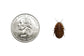 Discoid Roaches FREE SHIPPING dubia roaches DubiaRoaches.com Medium 1/2"-3/4" 25