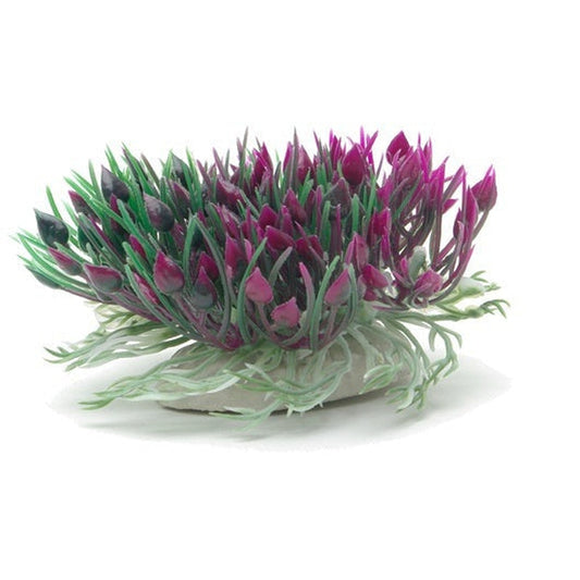 Marina Betta Purple Hearts Shrub 3in