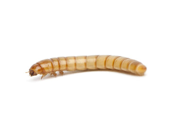 Mealworms