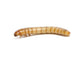Large Mealworms