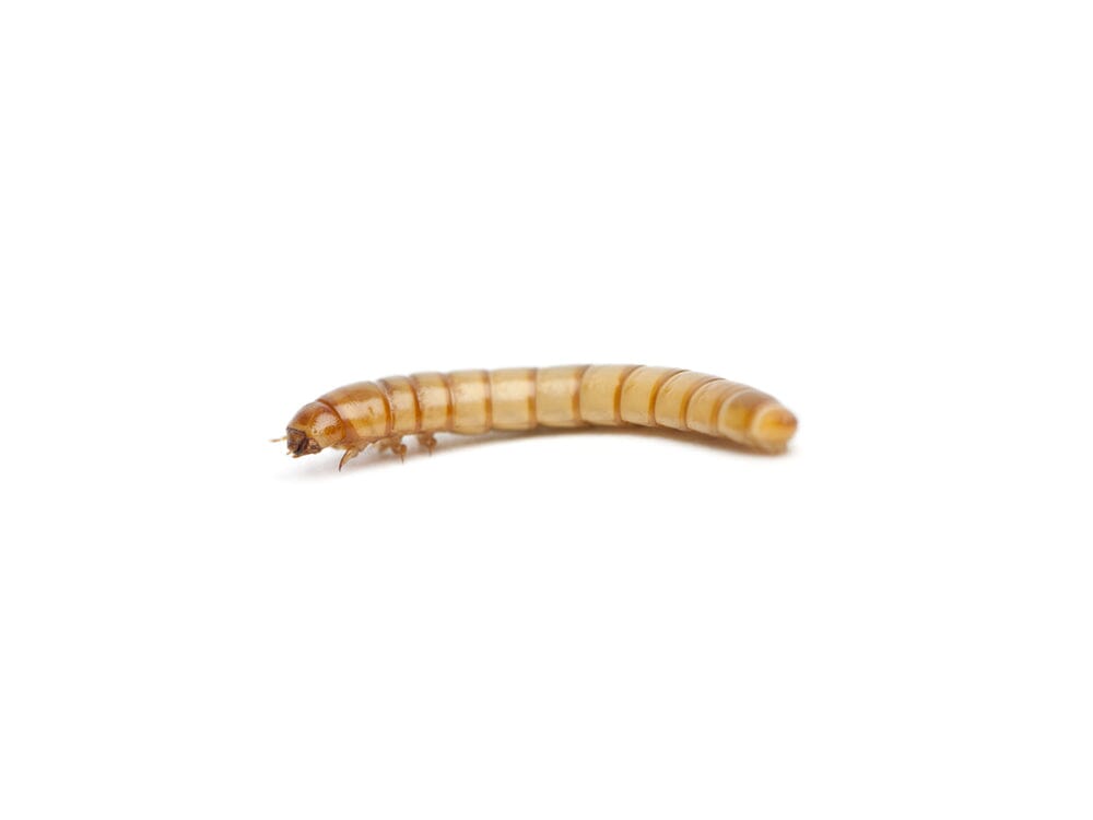 Small Mealworms