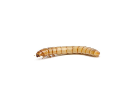 Small Mealworms