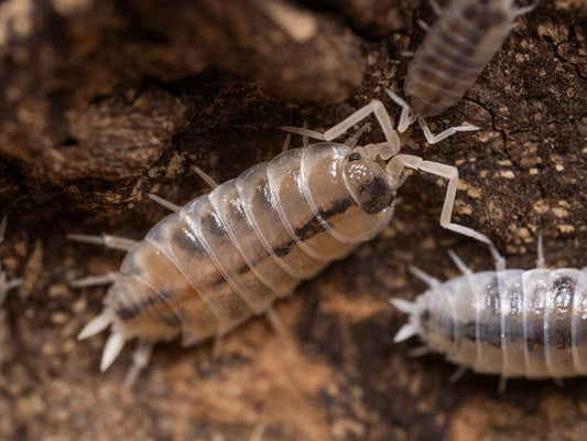 “Melba Dalmatian” Isopods Porcellio scaber