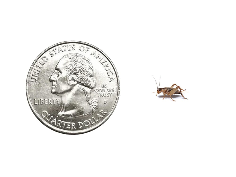 Crickets Cupped dubia roaches DubiaRoaches.com Small 1/4" 50 