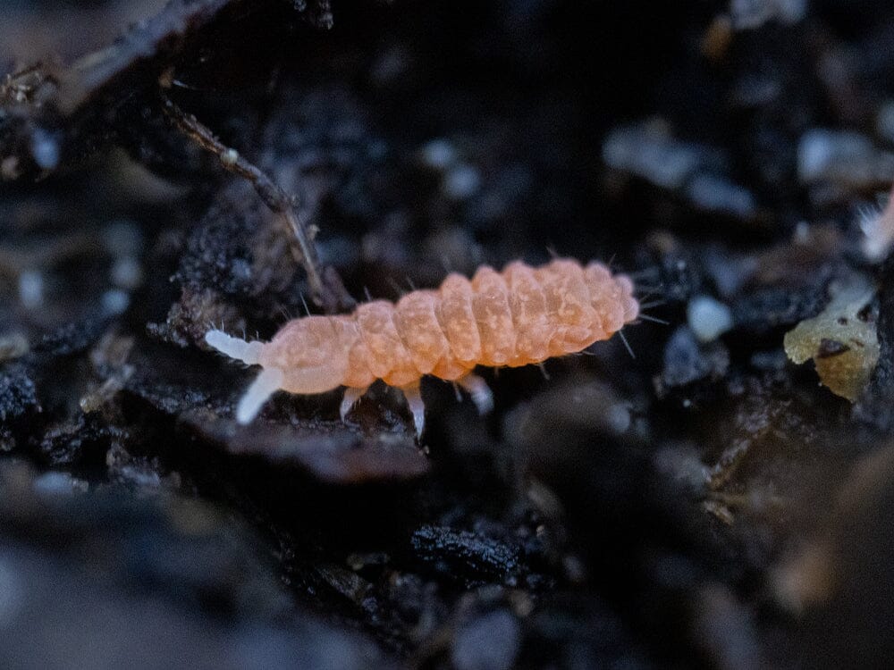 Orange Springtails 10ct. (Yuukianura aphoruroides) RPG 