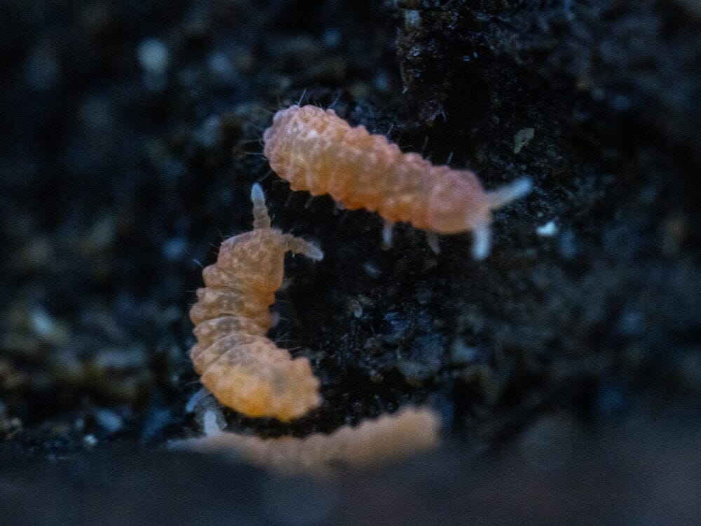 Orange Springtails 10ct. (Yuukianura aphoruroides) RPG 