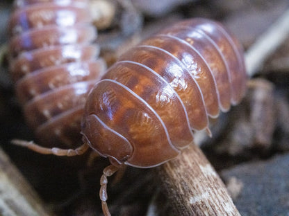 10ct "Orange Vigor" Isopods (Armadillidium Vulgare) RPG 10ct 