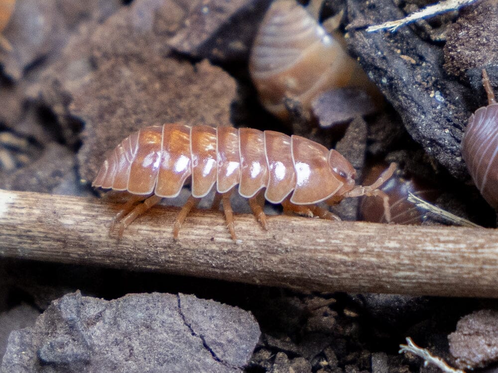 10ct "Orange Vigor" Isopods (Armadillidium Vulgare) RPG 