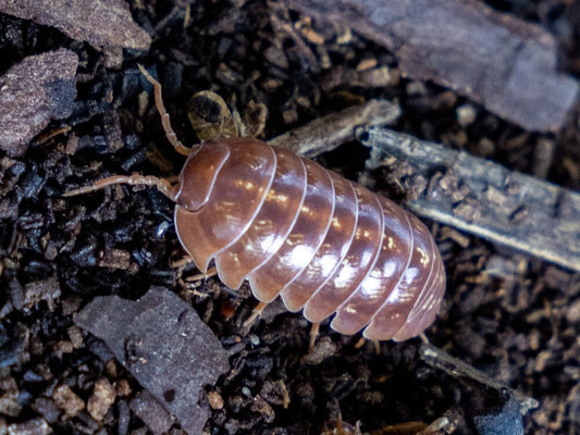 "Orange Vigor" Isopods Armadillidium Vulgare 10ct Auction