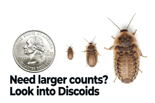 Dubia Roaches FREE SHIPPING