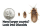 Dubia Roaches