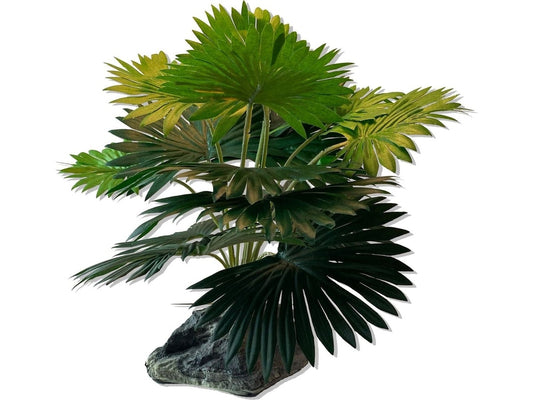 Mini Fan Palm