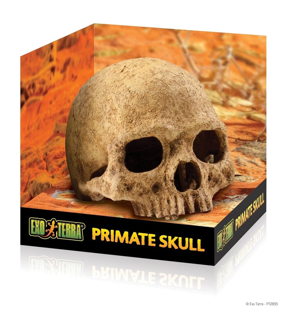 Exo Terra Primate Skull Exo Terra 