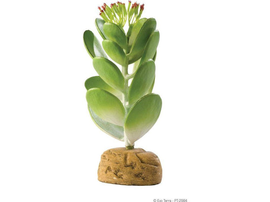 Exo Terra Jade Cactus Exo Terra