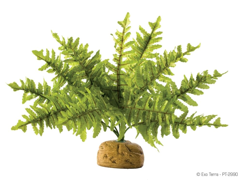 Exo Terra Boston Fern, Small Exo Terra 