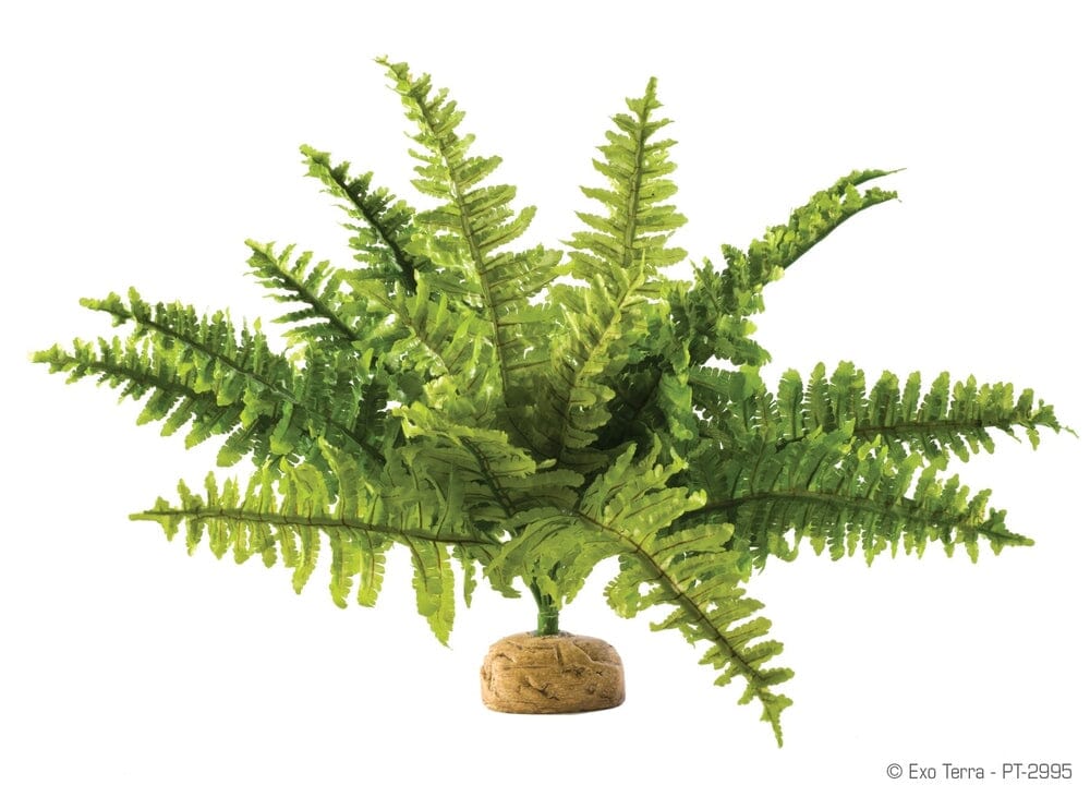 Exo Terra Boston Fern, Medium Exo Terra 