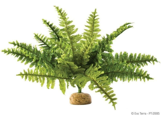 Exo Terra Boston Fern, Medium Exo Terra