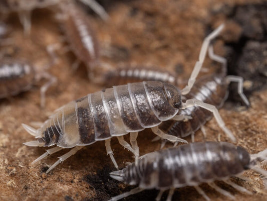 "Pied Powder Blue" Isopods Porcellionides pruinosus