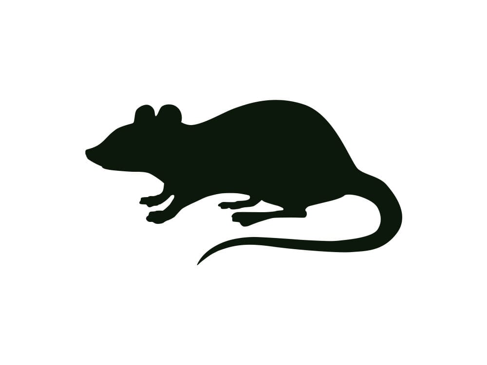Rodents