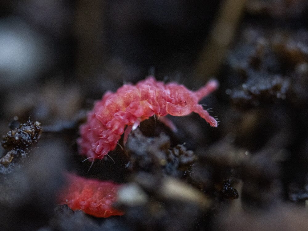 Thai Red Springtails 10ct. (Lobella sp.) RPG 
