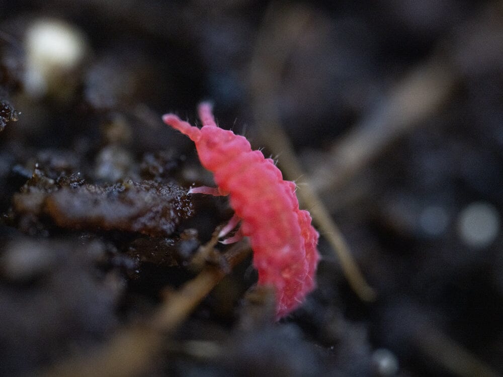 Thai Red Springtails 10ct. (Lobella sp.) RPG 