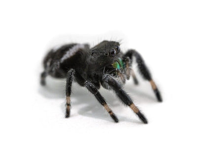 Jumping Spiders Dubia.com Regal (Phidippus regius) i5-i6 Male FedEx 2 Day
