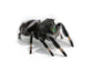 Jumping Spiders