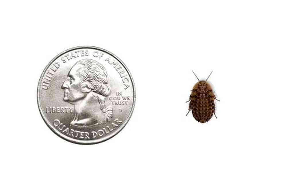 1000ct Discoid Roaches - Florida Legal Auction