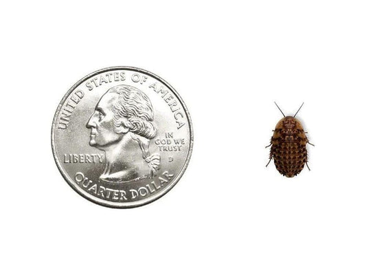Small Discoid Roaches 500ct Auction
