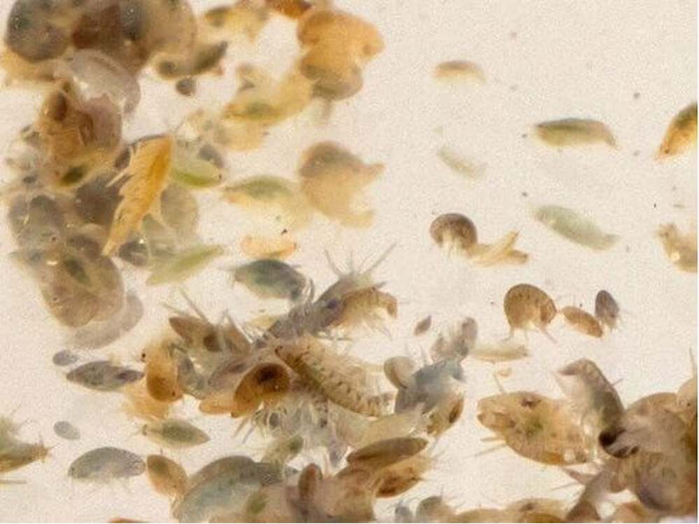 200ct Live Scuds Hyalella azteca Auction