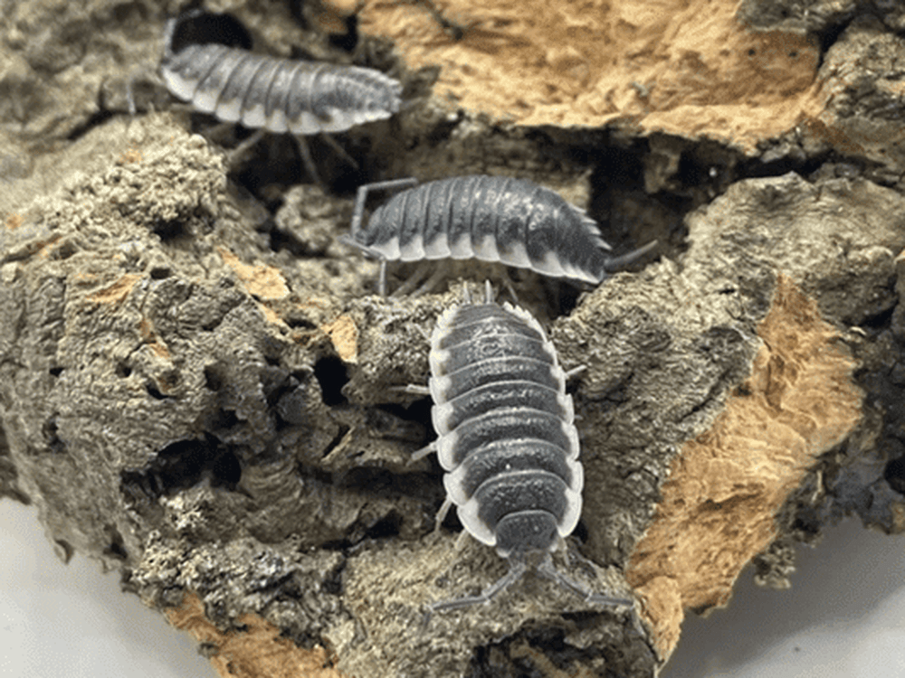 "Sevilla" Isopods Porcellio