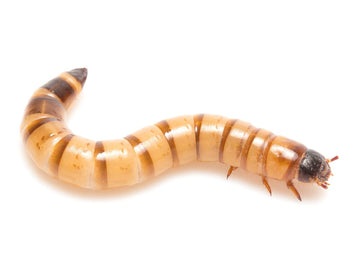 Superworms
