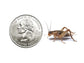 Crickets Cupped dubia roaches DubiaRoaches.com Large 3/4" 50 