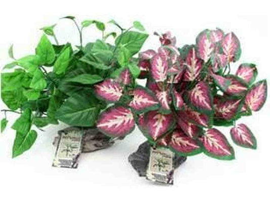 Tropical Plant on Stone