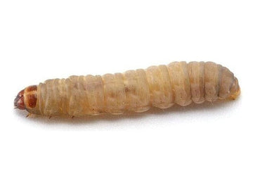 Waxworms