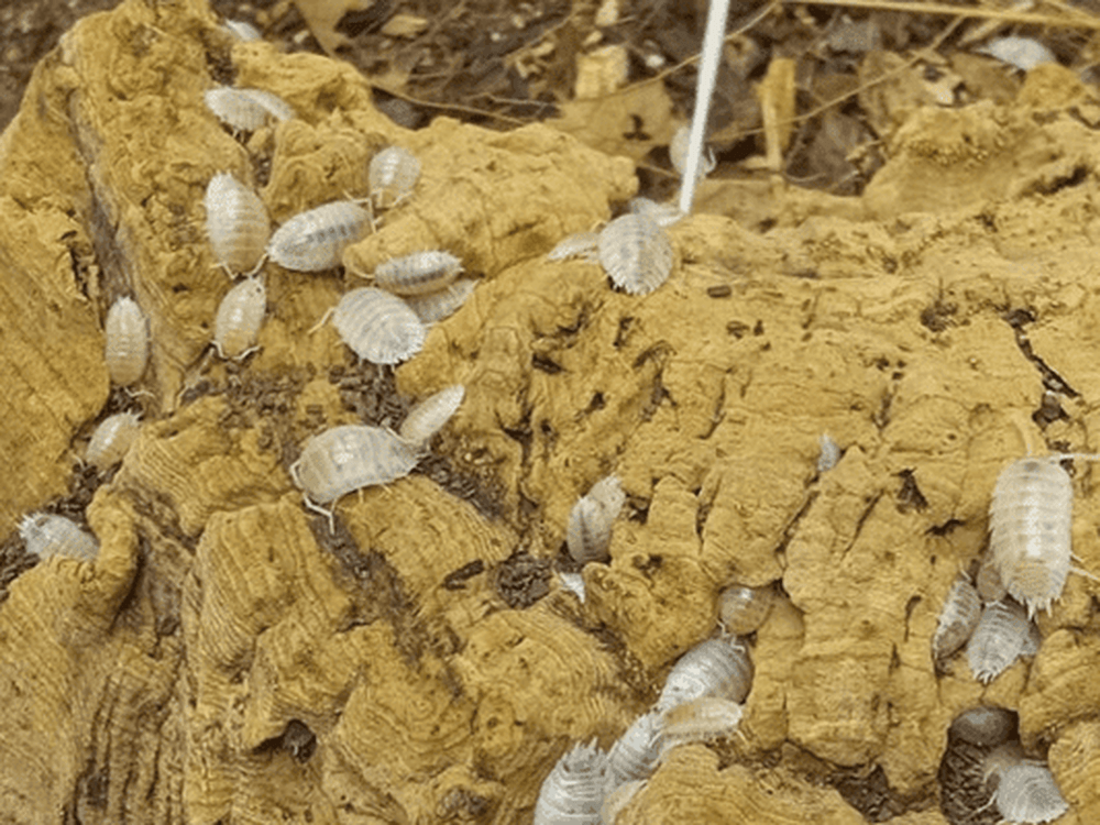 "White Laevis" Isopods Porcellio laevis