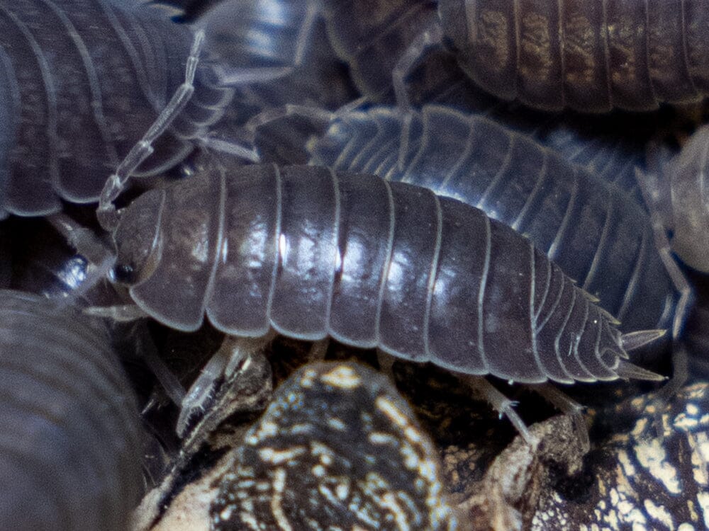"Wild Type" Isopod (Porcellio Leavis) 10ct Reptile & Amphibian Supplies RPG 