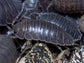"Wild Type" Isopod (Porcellio Leavis) 10ct Reptile & Amphibian Supplies RPG 