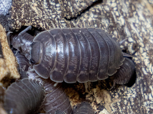 "Wild Type" Isopod Porcellio Leavis 10ct Auction
