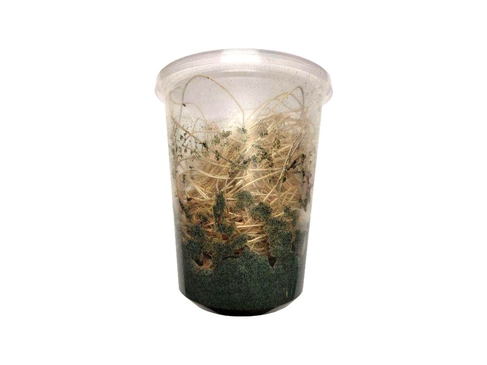 Fruit Flies For Sale