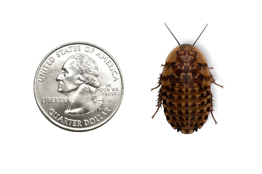 Discoid Roaches FREE SHIPPING dubia roaches DubiaRoaches.com XL 1"+ 25 