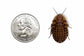 1000ct Discoid Roaches - Florida Legal Auction