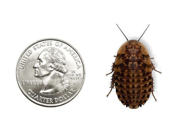Discoid Roaches - Florida Legal