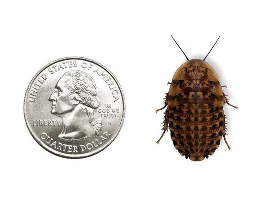 Discoid Roaches - MorphMarket Member Special - FedEx only