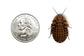 Discoid Roaches (Florida Legal) dubia roaches DubiaRoaches.com XL 1"+ 25 