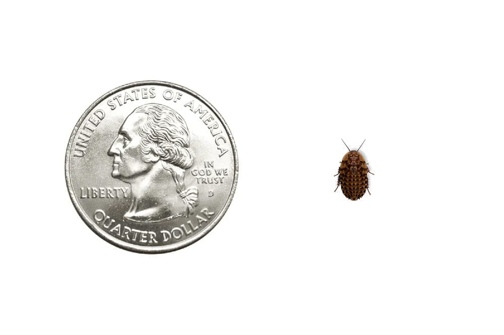 Discoid Roaches (Dubia Alternative) | Dubia.com