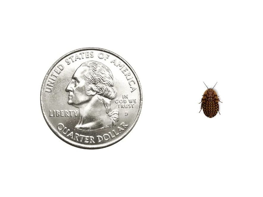 Discoid Roaches FREE SHIPPING dubia roaches DubiaRoaches.com Extra Small 1/4" 25 